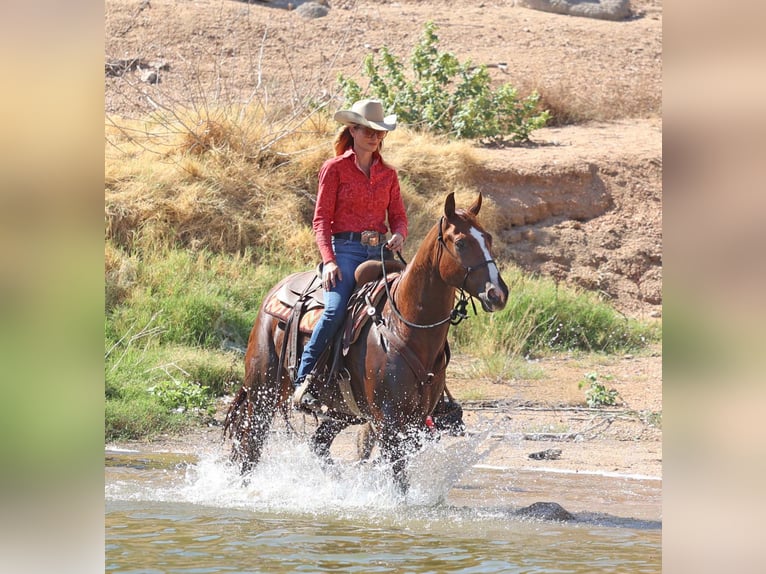 American Quarter Horse Castrone 7 Anni 152 cm Sauro ciliegia in Cave Creek, AZ