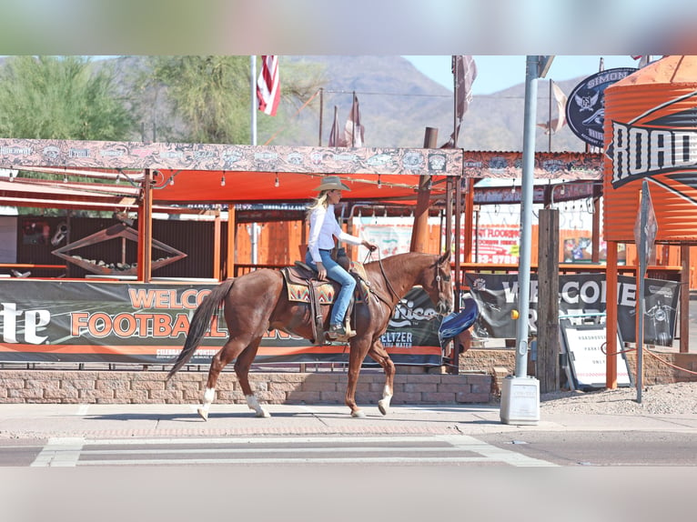 American Quarter Horse Castrone 7 Anni 152 cm Sauro ciliegia in Cave Creek, AZ