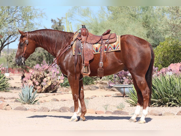 American Quarter Horse Castrone 7 Anni 152 cm Sauro ciliegia in Cave Creek, AZ