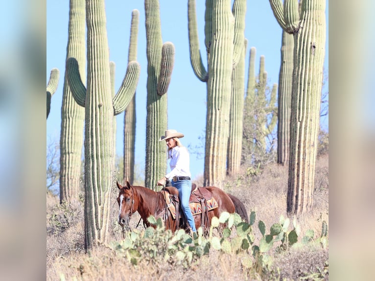 American Quarter Horse Castrone 7 Anni 152 cm Sauro ciliegia in Cave Creek, AZ