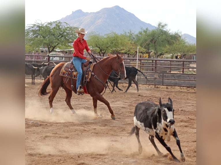 American Quarter Horse Castrone 7 Anni 152 cm Sauro ciliegia in Cave Creek, AZ