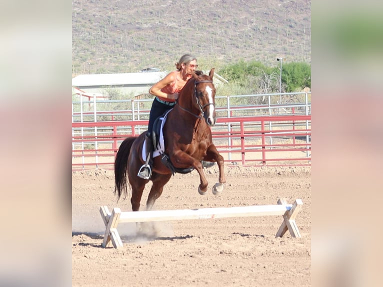 American Quarter Horse Castrone 7 Anni 152 cm Sauro ciliegia in Cave Creek, AZ