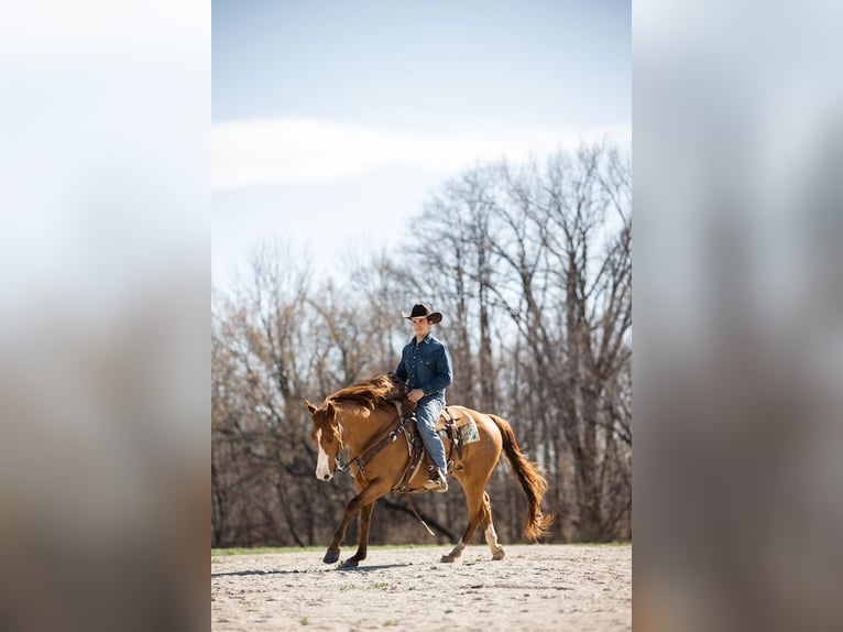 American Quarter Horse Castrone 7 Anni 152 cm Sauro ciliegia in Lewistown