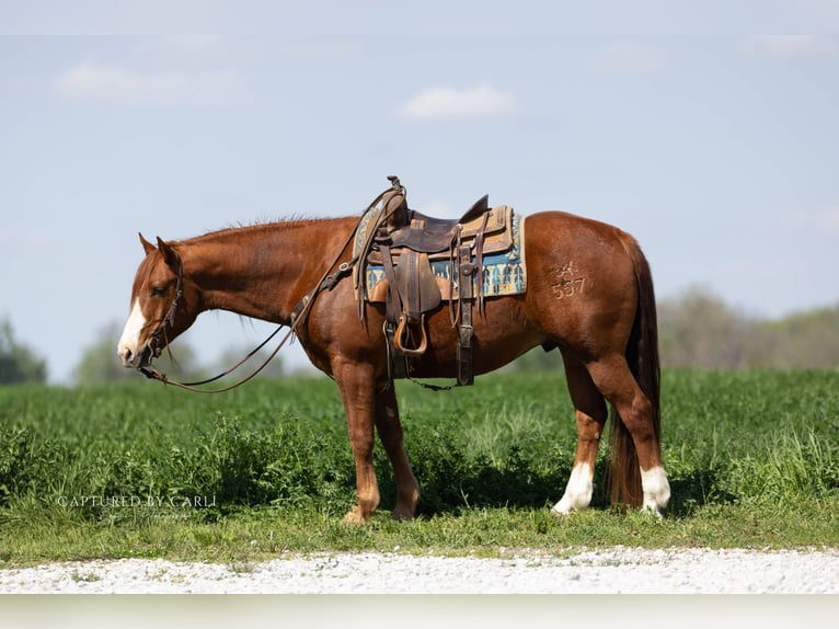American Quarter Horse Castrone 7 Anni 152 cm Sauro ciliegia in Lewistown