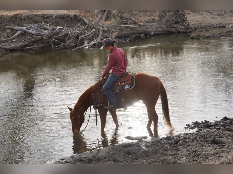 American Quarter Horse Castrone 7 Anni 152 cm Sauro ciliegia in Valley Springs