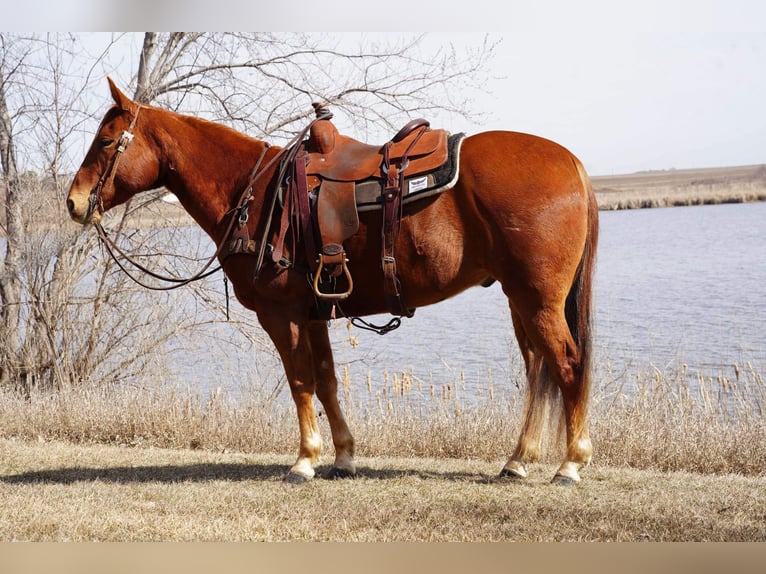 American Quarter Horse Castrone 7 Anni 152 cm Sauro ciliegia in Valley Springs