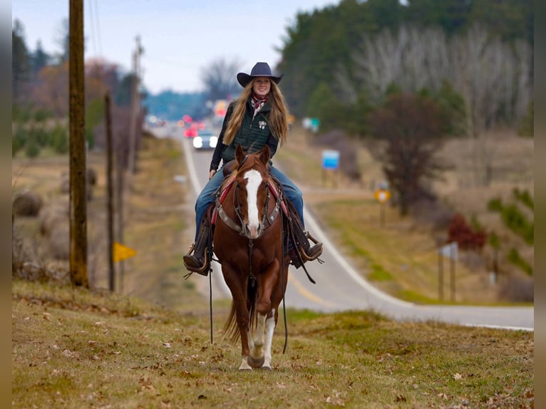 American Quarter Horse Castrone 7 Anni 152 cm Sauro ciliegia in Nevis, MN