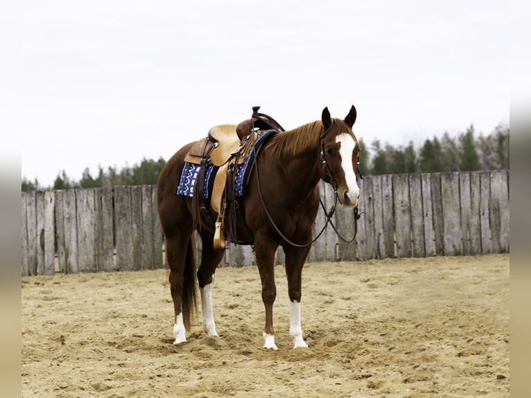 American Quarter Horse Castrone 7 Anni 152 cm Sauro ciliegia in Nevis, MN