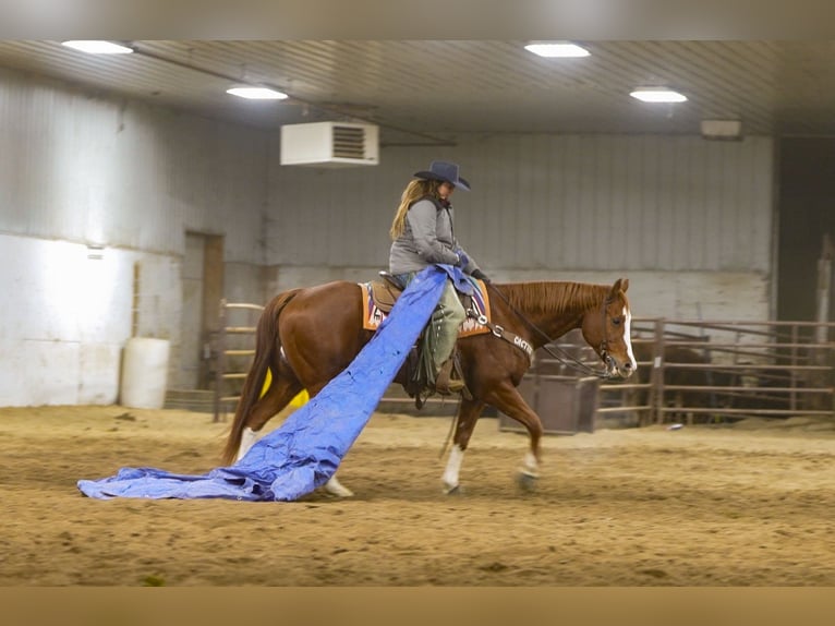 American Quarter Horse Castrone 7 Anni 152 cm Sauro ciliegia in Nevis, MN