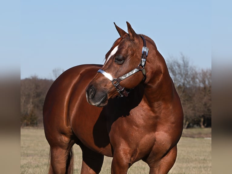American Quarter Horse Castrone 7 Anni 152 cm Sauro ciliegia in Buffalo