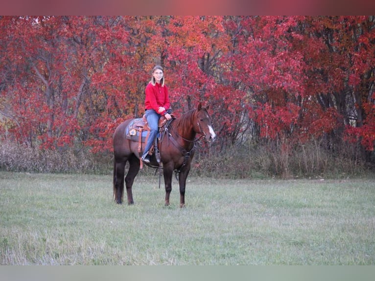 American Quarter Horse Castrone 7 Anni 152 cm Sauro ciliegia in Clark