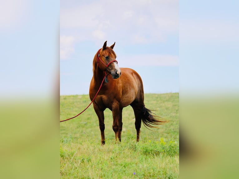 American Quarter Horse Castrone 7 Anni 152 cm Sauro ciliegia in Clark