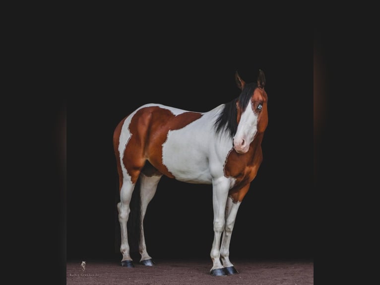 American Quarter Horse Castrone 7 Anni 152 cm Sauro scuro in Dallas PA