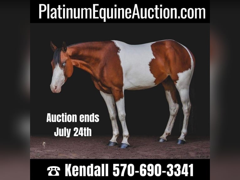 American Quarter Horse Castrone 7 Anni 152 cm Sauro scuro in Dallas PA