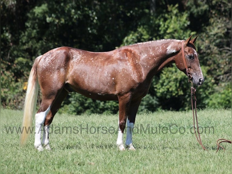 American Quarter Horse Castrone 7 Anni 152 cm Sauro scuro in Mount Vernon