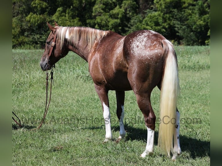 American Quarter Horse Castrone 7 Anni 152 cm Sauro scuro in Mount Vernon