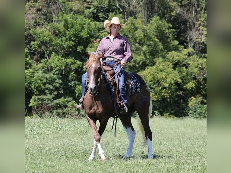 American Quarter Horse Castrone 7 Anni 152 cm Sauro scuro in Mount Vernon