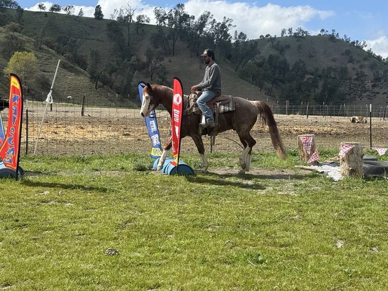 American Quarter Horse Castrone 7 Anni 152 cm Sauro scuro in Paicines CA