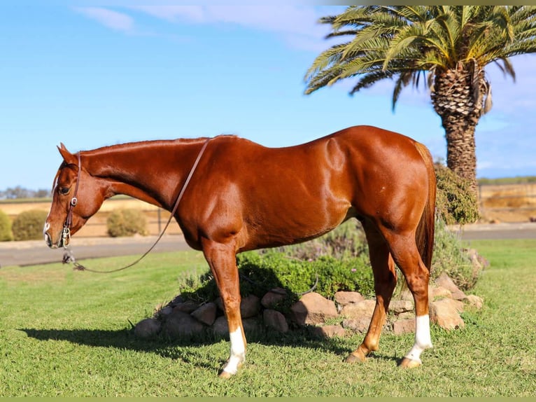 American Quarter Horse Castrone 7 Anni 152 cm Sauro scuro in Pleasant Grove MO