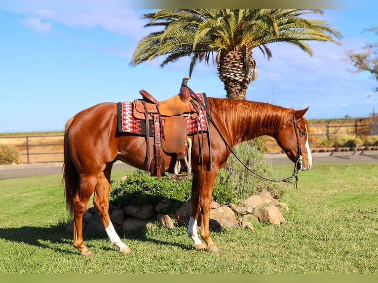 American Quarter Horse Castrone 7 Anni 152 cm Sauro scuro in Pleasant Grove MO