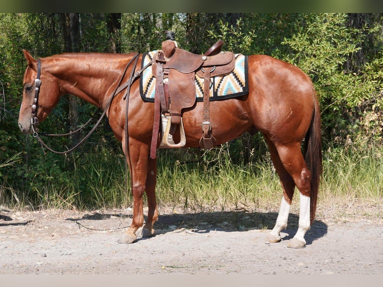 American Quarter Horse Castrone 7 Anni 152 cm Sauro scuro in Wickenburg AZ