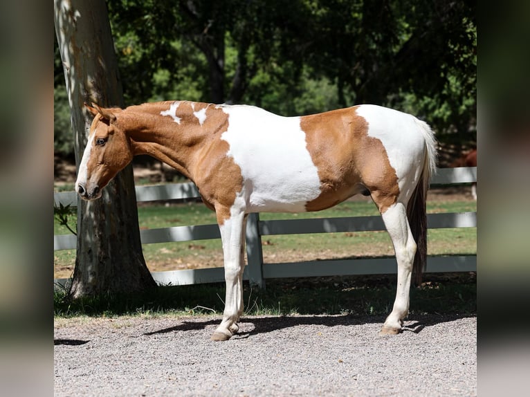 American Quarter Horse Castrone 7 Anni 152 cm Tobiano-tutti i colori in Camp Verde AZ