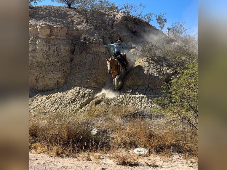 American Quarter Horse Castrone 7 Anni 152 cm Tobiano-tutti i colori in Camp Verde AZ