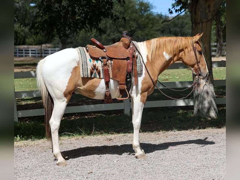 American Quarter Horse Castrone 7 Anni 152 cm Tobiano-tutti i colori in Camp Verde AZ