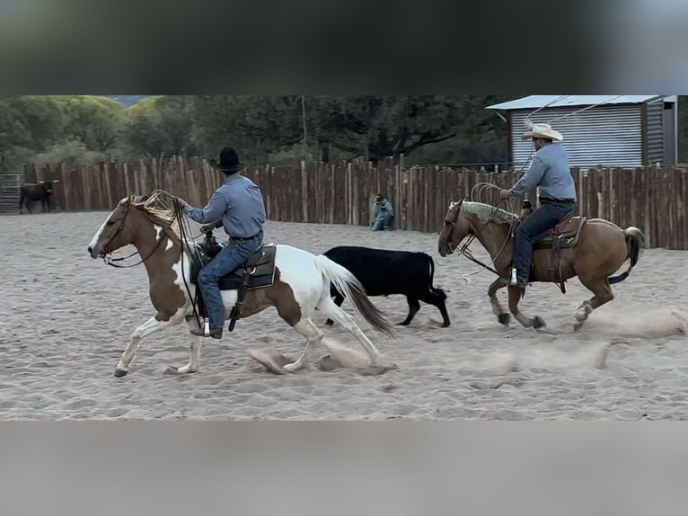 American Quarter Horse Castrone 7 Anni 152 cm Tobiano-tutti i colori in Camp Verde AZ