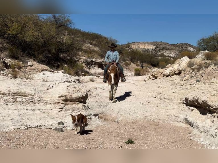 American Quarter Horse Castrone 7 Anni 152 cm Tobiano-tutti i colori in Camp Verde AZ