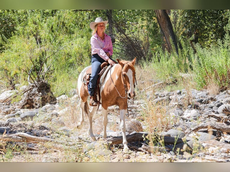 American Quarter Horse Castrone 7 Anni 152 cm Tobiano-tutti i colori in Camp Verde AZ