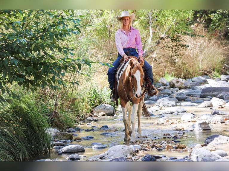 American Quarter Horse Castrone 7 Anni 152 cm Tobiano-tutti i colori in Camp Verde AZ