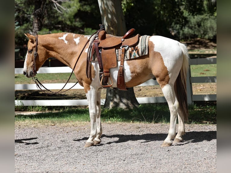 American Quarter Horse Castrone 7 Anni 152 cm Tobiano-tutti i colori in Camp Verde AZ