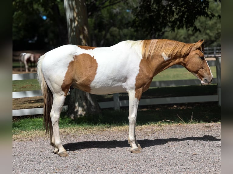 American Quarter Horse Castrone 7 Anni 152 cm Tobiano-tutti i colori in Camp Verde AZ