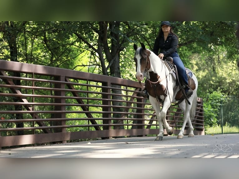 American Quarter Horse Castrone 7 Anni 152 cm Tobiano-tutti i colori in Granbury TX