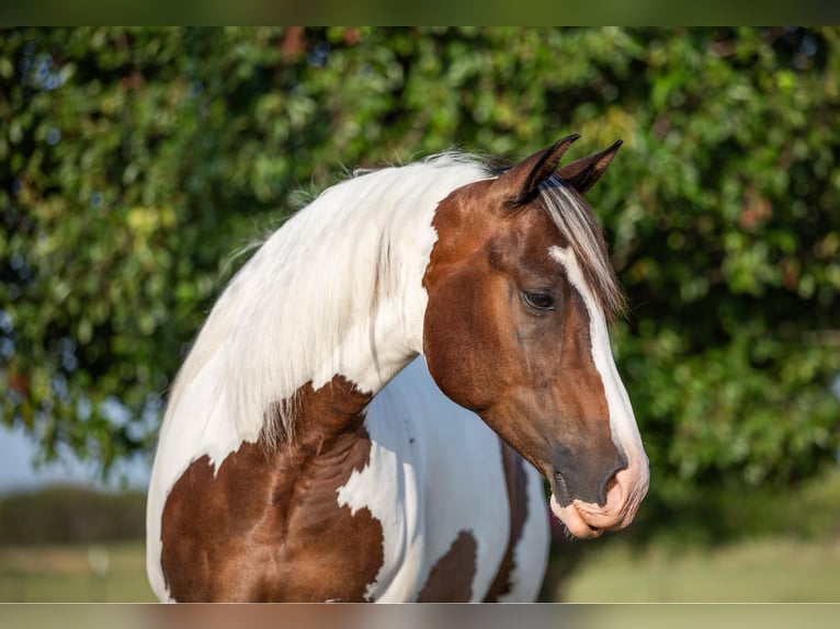 American Quarter Horse Castrone 7 Anni 152 cm Tobiano-tutti i colori in Granbury TX