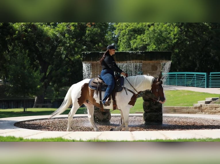 American Quarter Horse Castrone 7 Anni 152 cm Tobiano-tutti i colori in Granbury TX