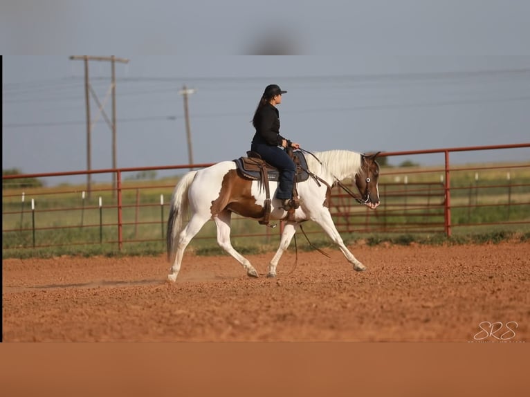 American Quarter Horse Castrone 7 Anni 152 cm Tobiano-tutti i colori in Granbury TX