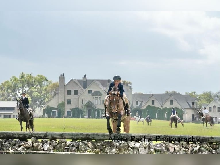 American Quarter Horse Castrone 7 Anni 153 cm Baio roano in Williston Fl