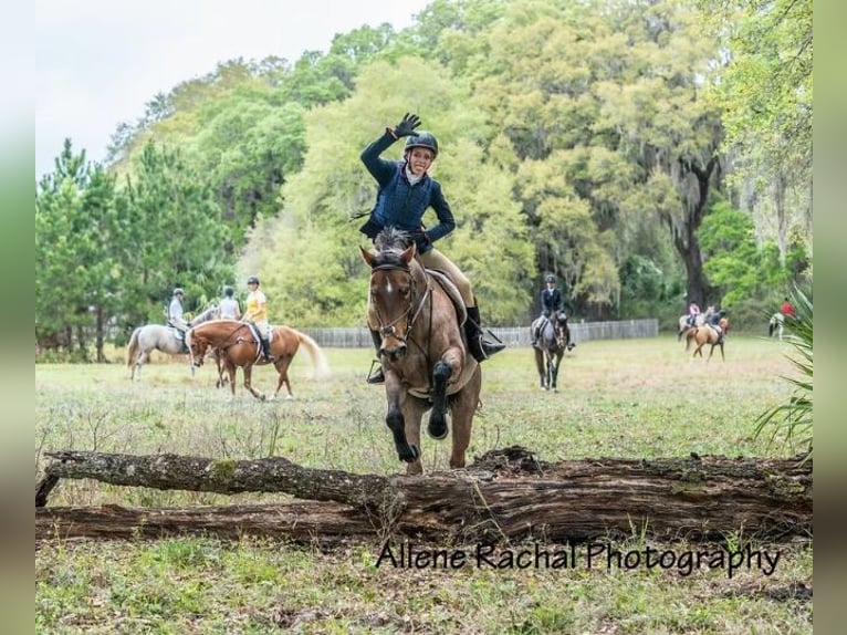 American Quarter Horse Castrone 7 Anni 153 cm Baio roano in Williston Fl