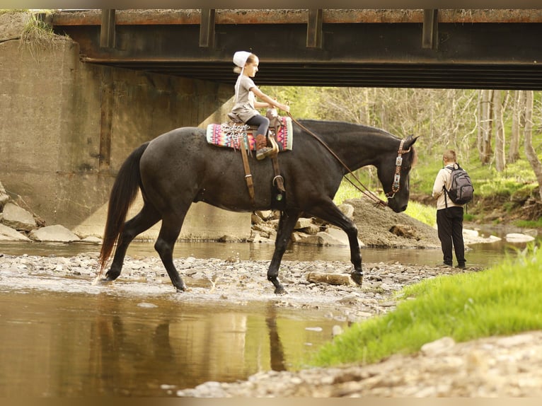 American Quarter Horse Castrone 7 Anni 153 cm Roano blu in Millersburg