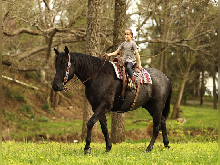 American Quarter Horse Castrone 7 Anni 153 cm Roano blu in Millersburg