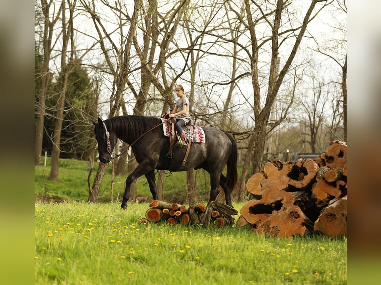 American Quarter Horse Castrone 7 Anni 153 cm Roano blu in Millersburg