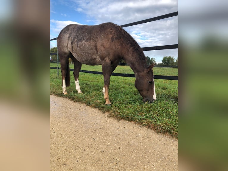 American Quarter Horse Castrone 7 Anni 153 cm Roano rosso in Thierhaupten