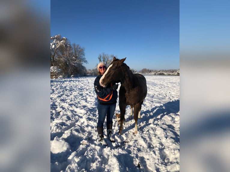 American Quarter Horse Castrone 7 Anni 153 cm Roano rosso in Thierhaupten