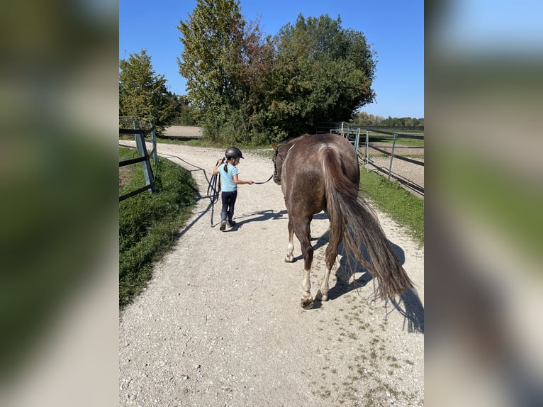 American Quarter Horse Castrone 7 Anni 153 cm Roano rosso in Thierhaupten