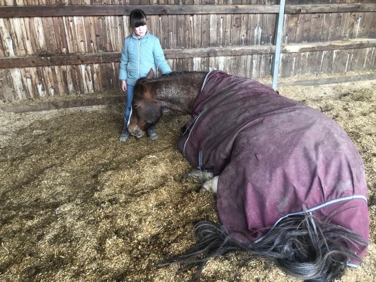 American Quarter Horse Castrone 7 Anni 153 cm Roano rosso in Thierhaupten