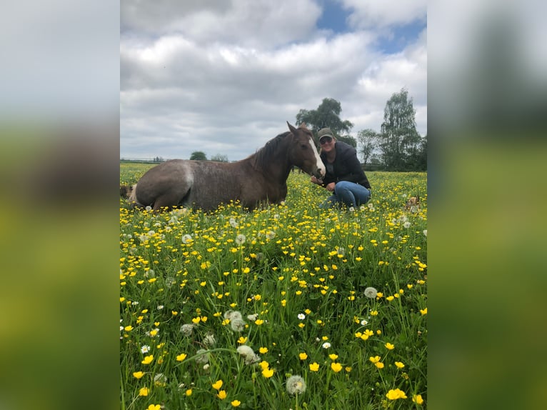 American Quarter Horse Castrone 7 Anni 153 cm Roano rosso in Thierhaupten