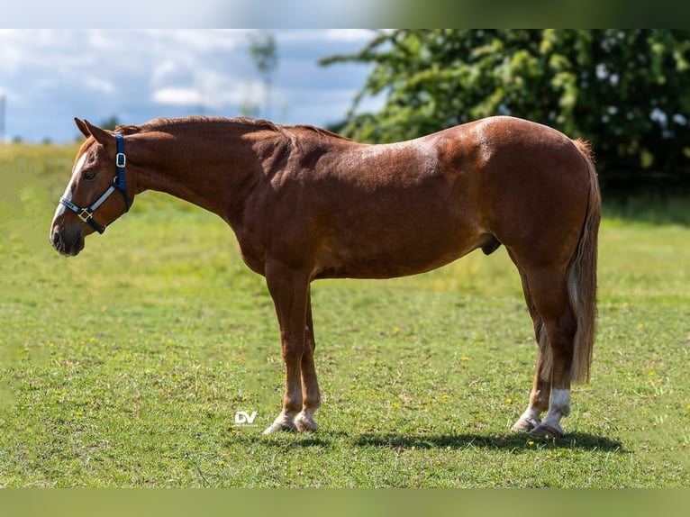 American Quarter Horse Castrone 7 Anni 153 cm Sauro in Büttelborn