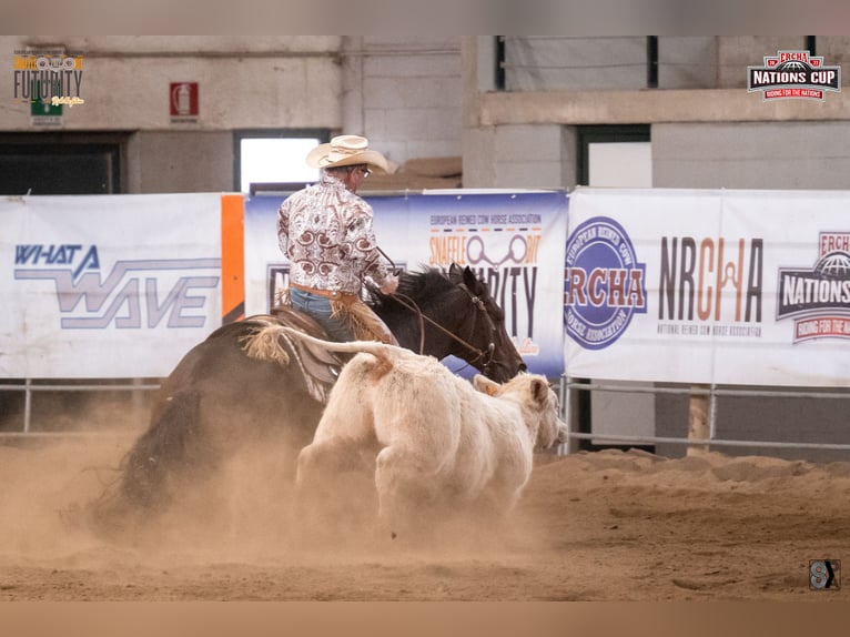 American Quarter Horse Castrone 7 Anni 155 cm Baio in NeuruppinNeuruppin